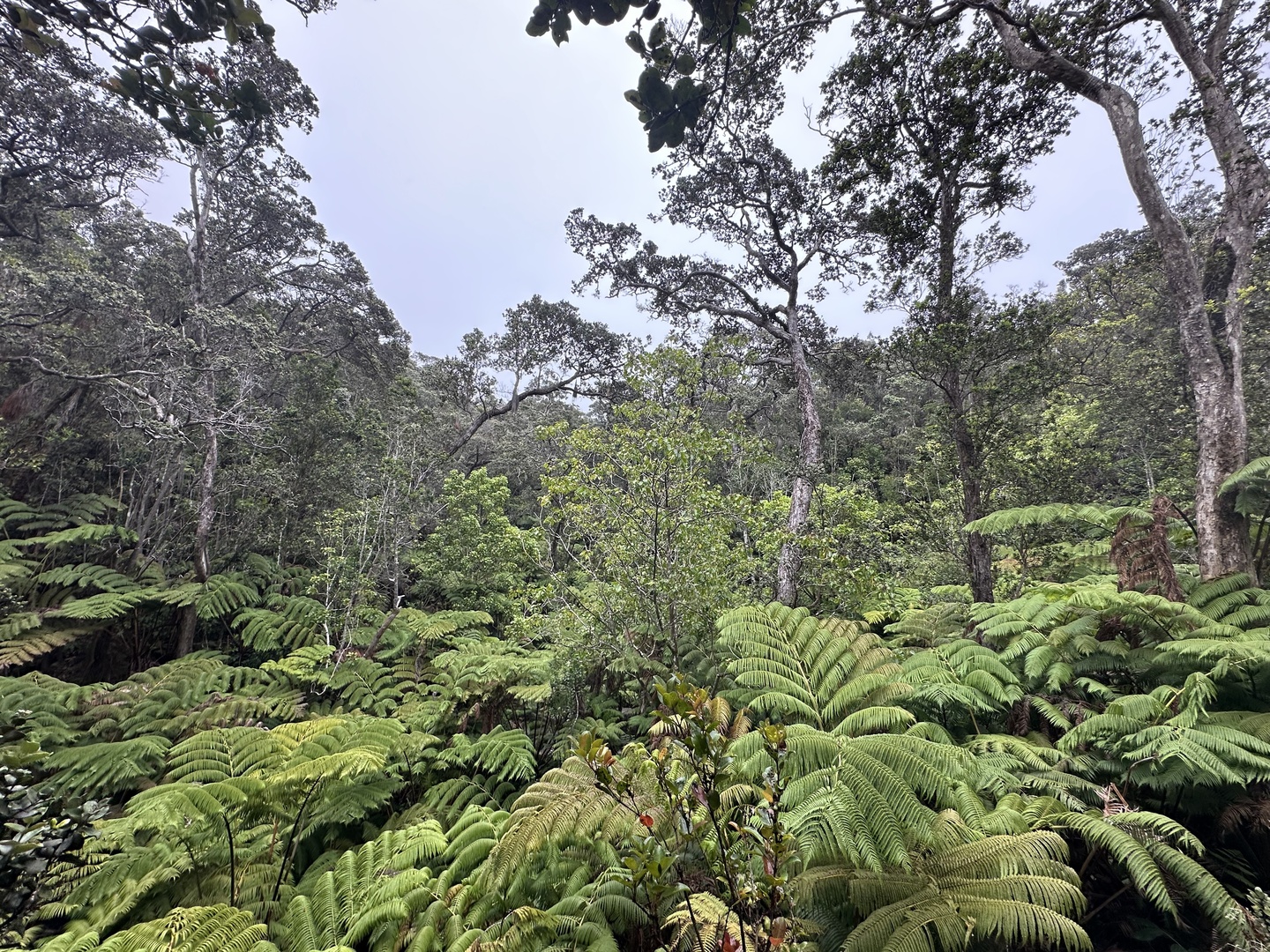 Had to walk through the jungle to get back up