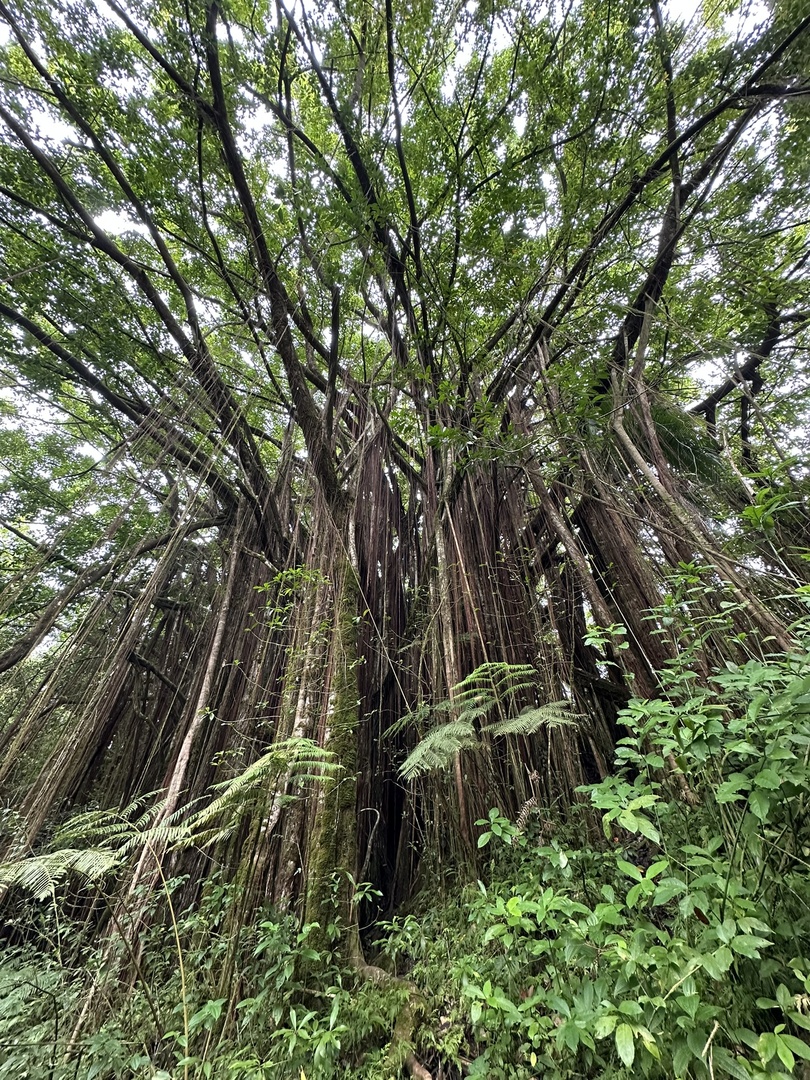 Giant Trees on my way to the waterfalls