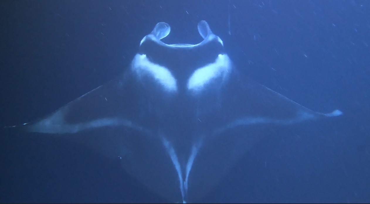 Night snorkeling with 2+ meter wide manta rays that came very close