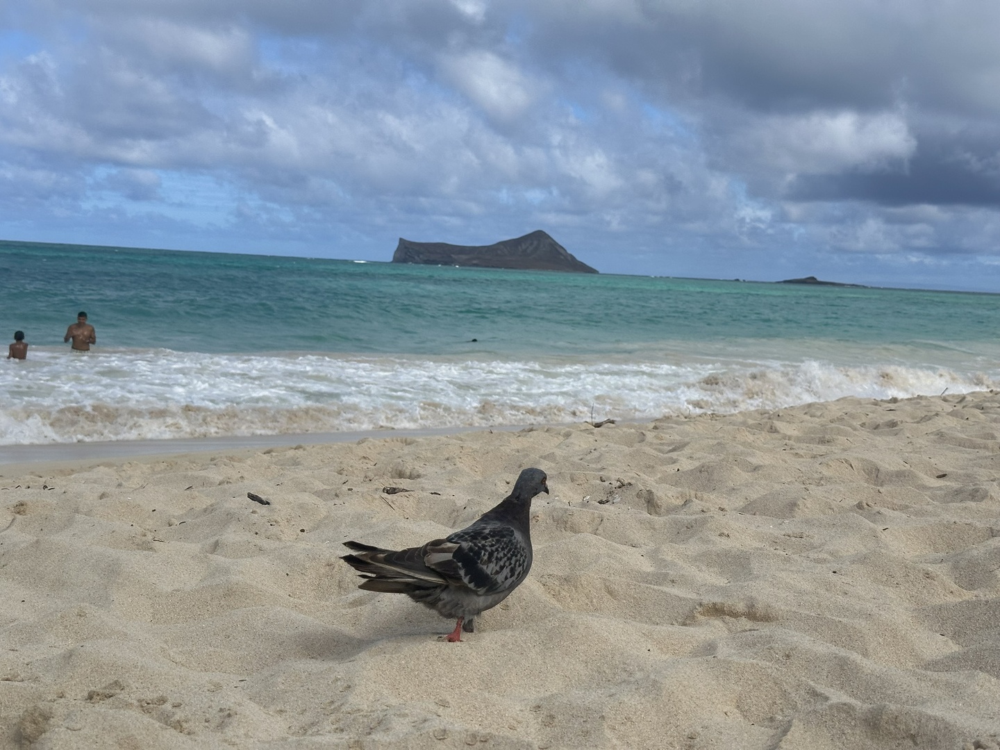 The wild birds on thee beach