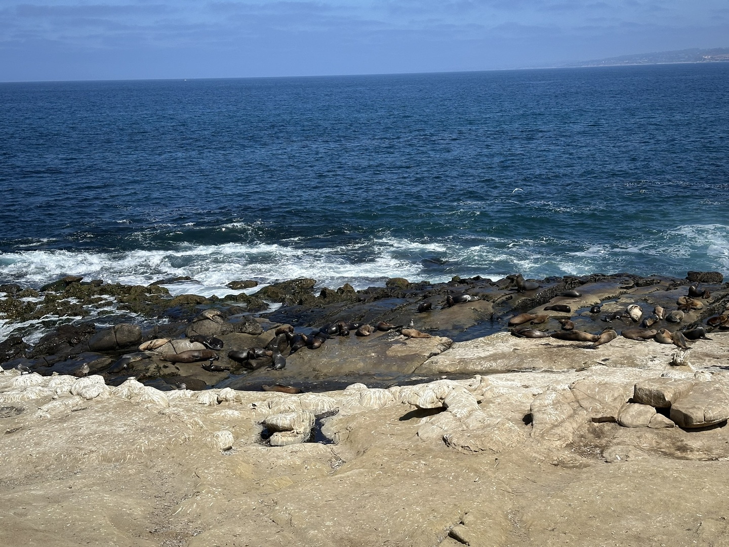First day in San Diego: Went to La Joala to watch some seals