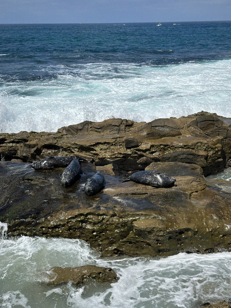 More seals