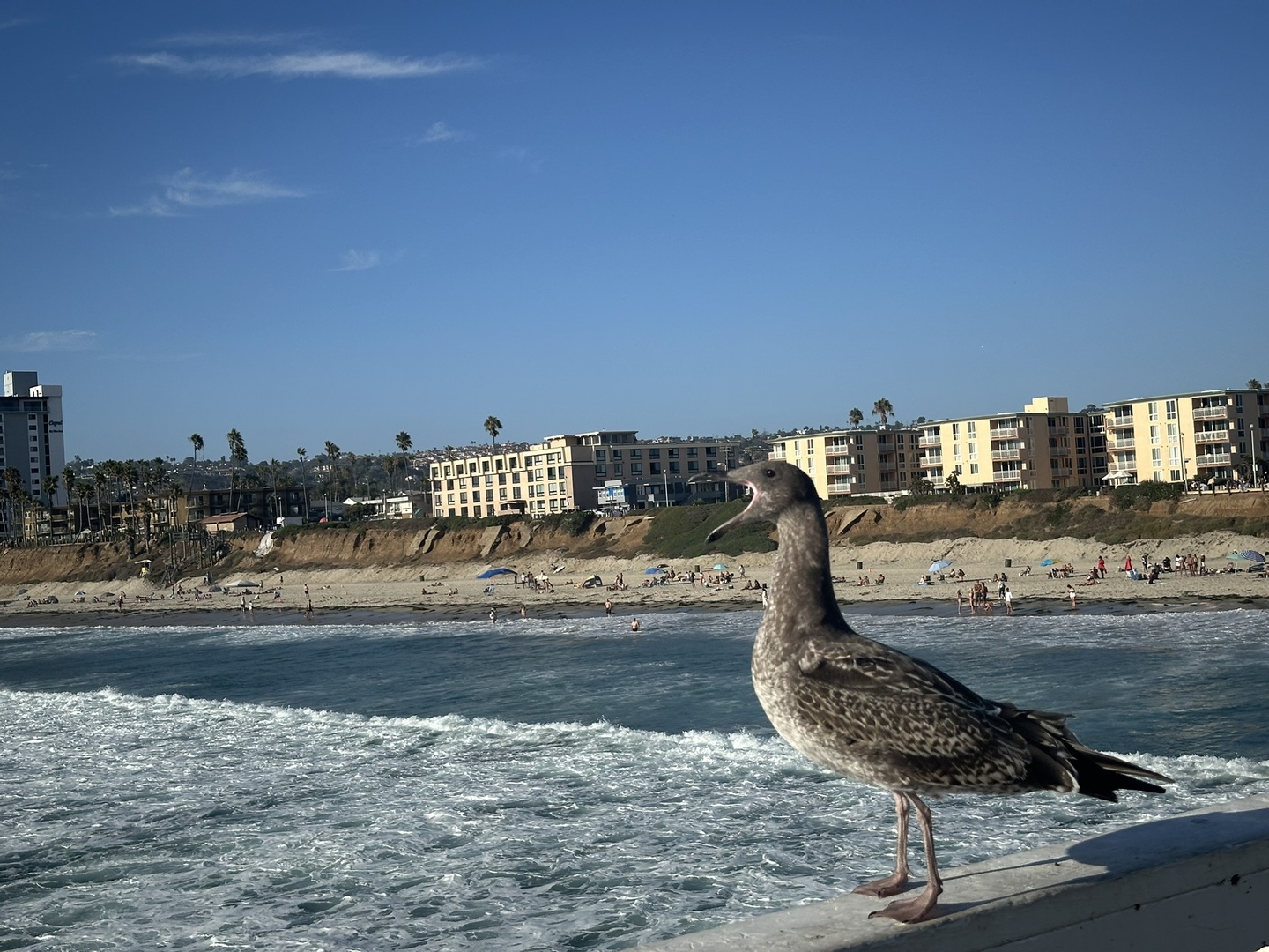 Went down along the coast to capture the screaming seagull on the pier