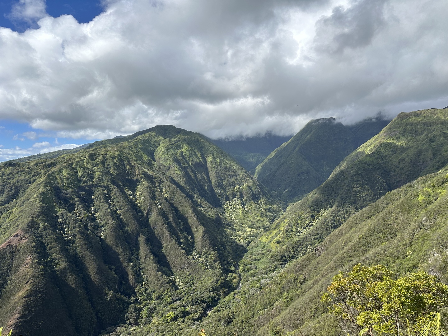 The view from the top on the forest